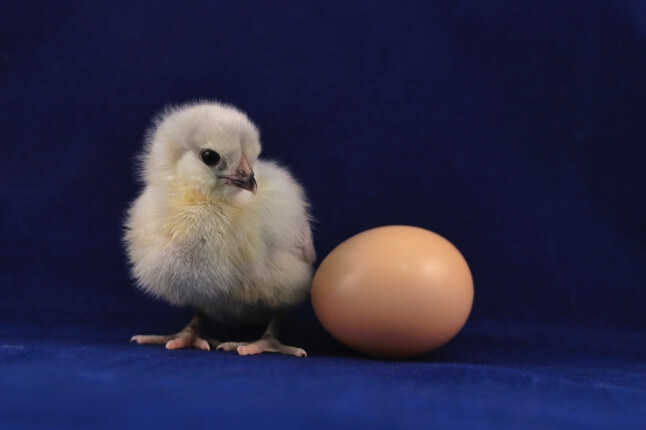 chicken and egg